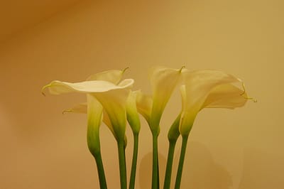 lilies-4762283_1280