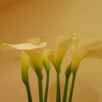 lilies-4762283_1280