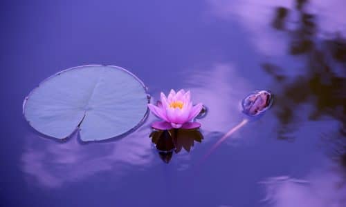 lotus-1205631_1920